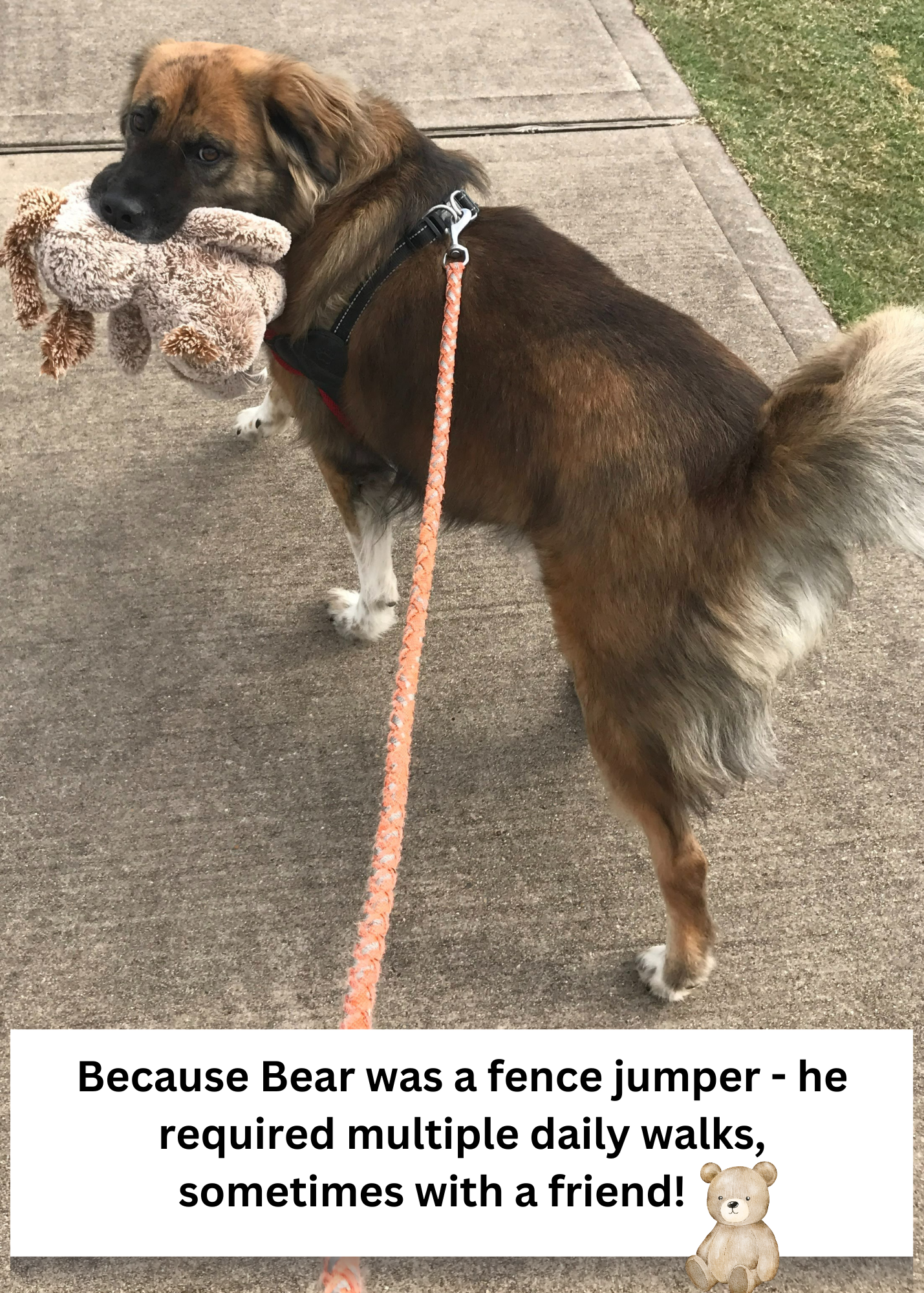 Bear2