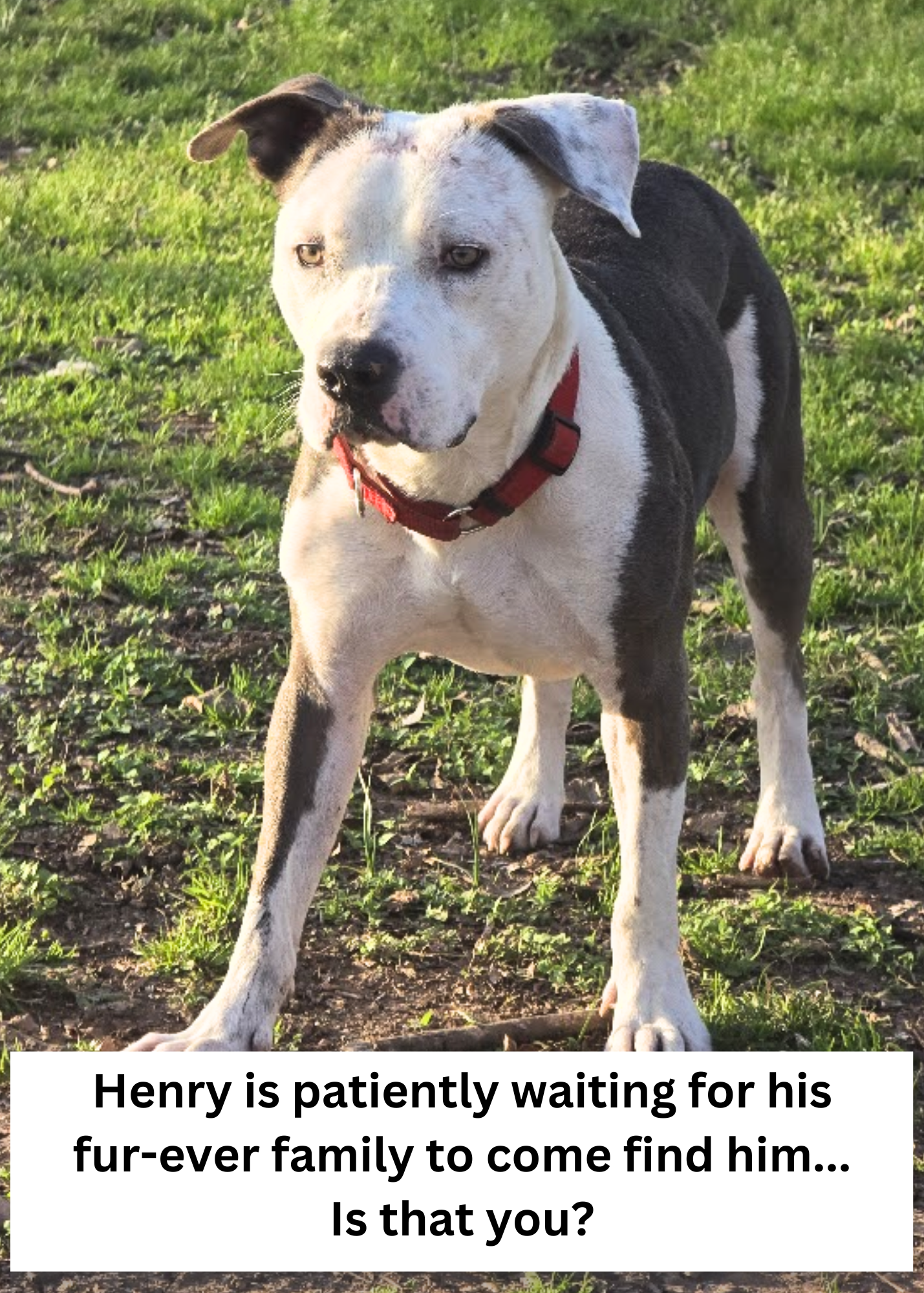 Henry8