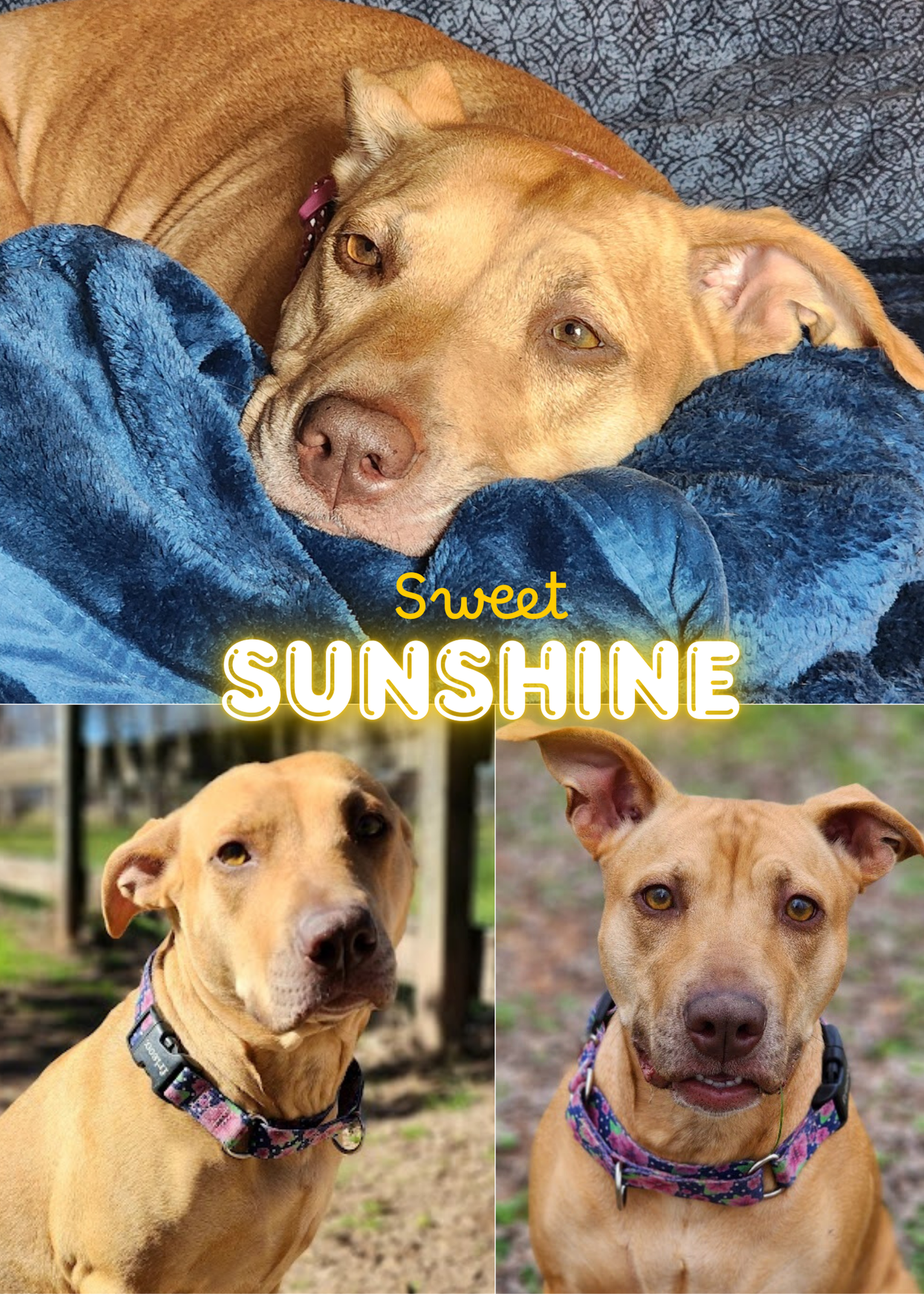 Sunshine4